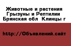 Животные и растения Грызуны и Рептилии. Брянская обл.,Клинцы г.